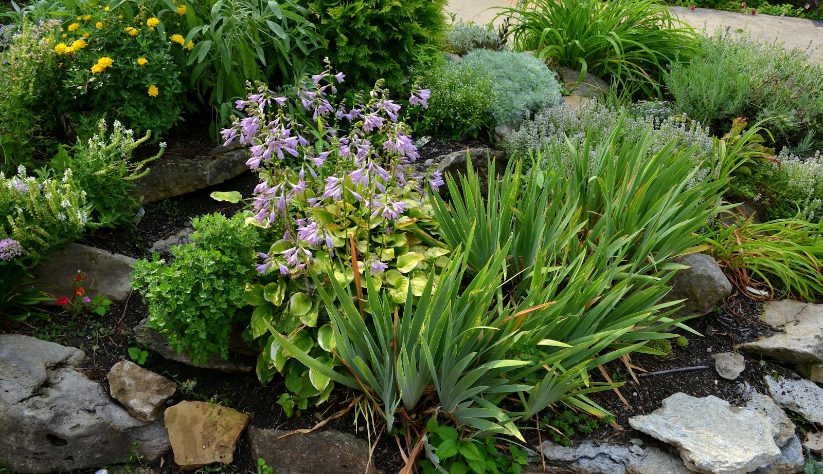 Rock Garden Plants | Home Decorating IdeasBathroom Interior Design