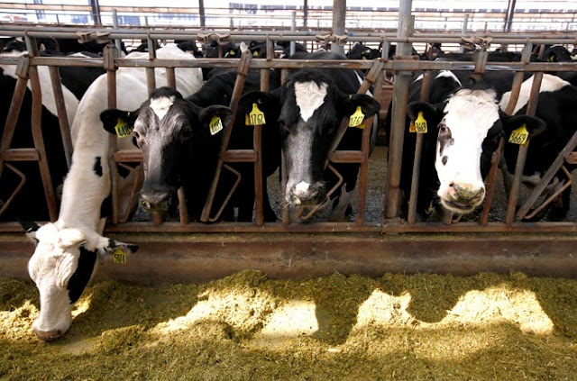 Cows eat feed in a barn on the 35-hectare farm managed by New Zealand dairy export giant Fonterra Co-operative Group (Reuters/David Gray – think IN pictures@1WORLDCommunity)