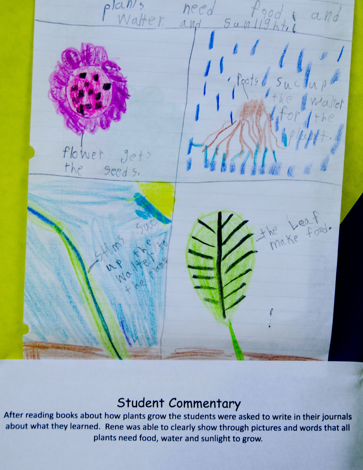 Showcasing Student Success: 1st grade - Science