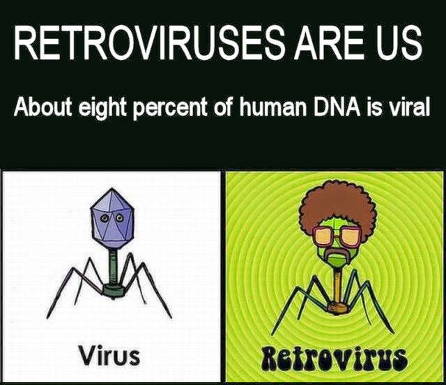 what does the term retrovirus mean