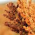 Genetic Signatures Identify Crop Varieties Best Able to Withstand Stress