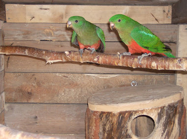 Papuga Królewska- Szkarłatka