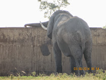 Elephant siphoning from water tank near Mopani Camp, Kruger NP, South Africa