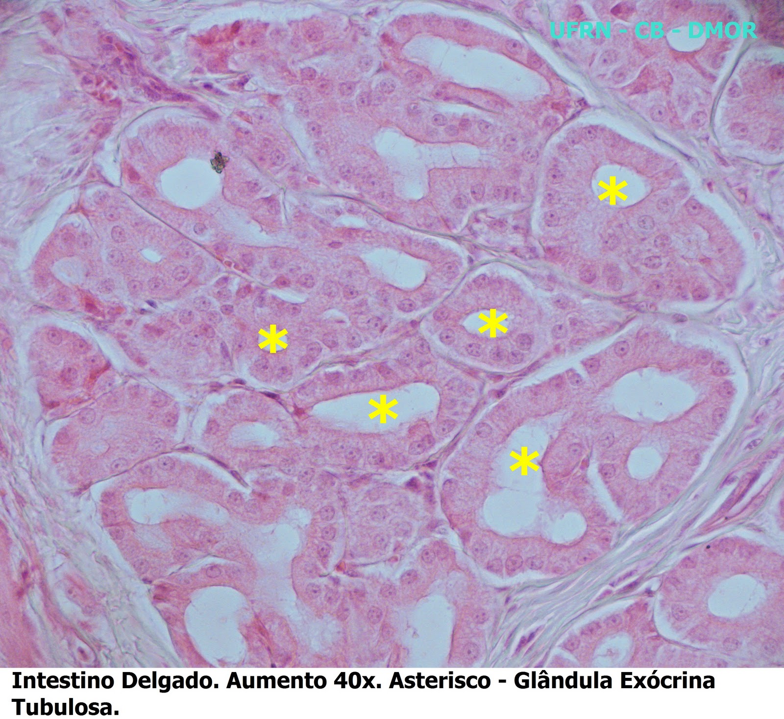Atlas Virtual de Histologia Nº 02 Epitélio glandular