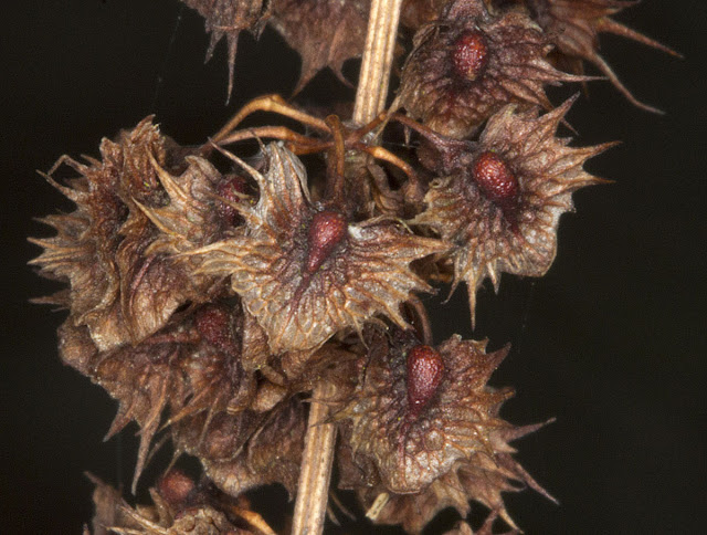 Seeds of Broad-leaved Dock, Rumex obtusifolius.  Nashenden Down Nature Reserve, 14 April 2012.