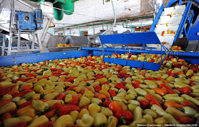 proses mengetin sayur2