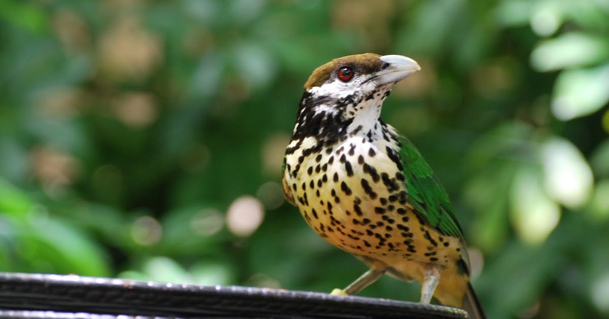 A Mix of Extraordinary Genius and Naive Miami Metro Zoo Wings of Asia Aviary