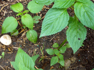 nettles