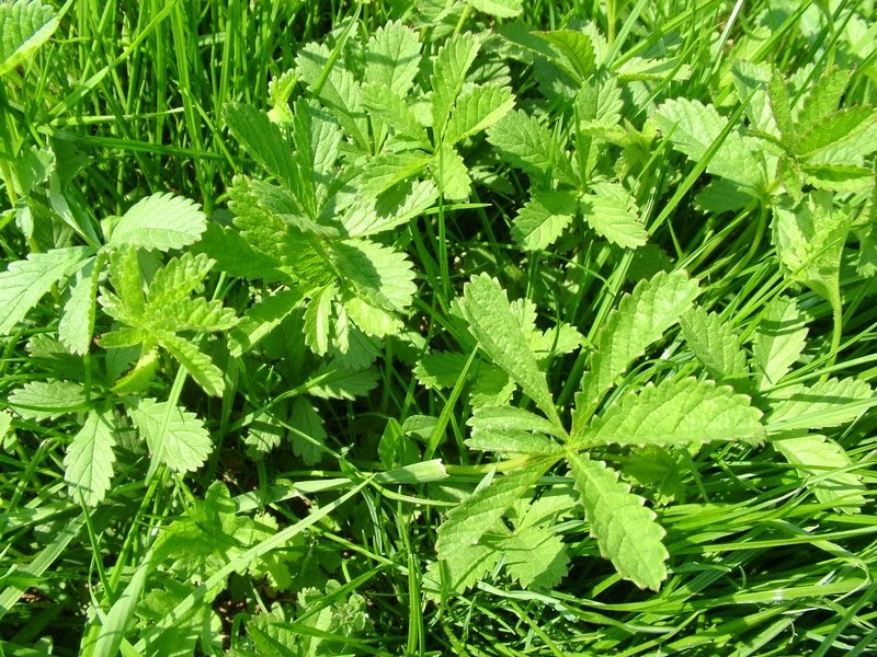 The Occult Consultancy Five Finger Grass