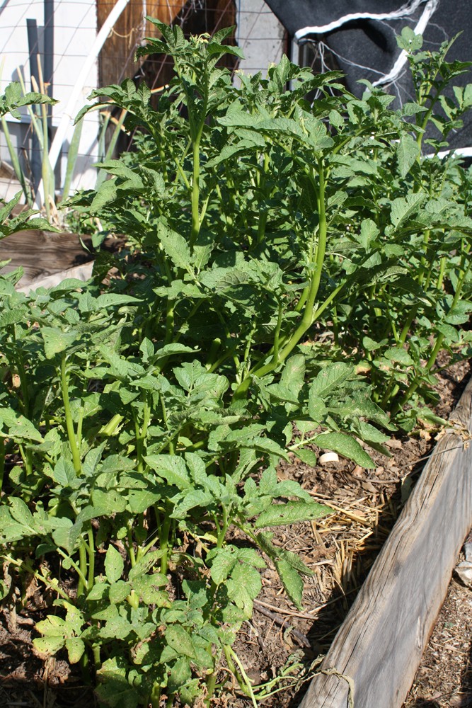 The Edible Garden July 2011