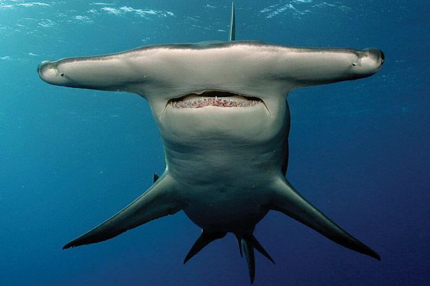 اسماك القرش نظرة عن قرب  Sharks+Close+Up+Pictures+%252814%2529