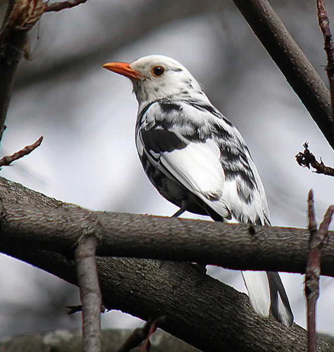 Galería de Fotodigiscoping