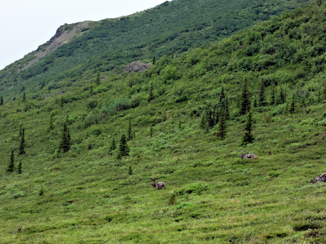 caribou+at+denali.jpg