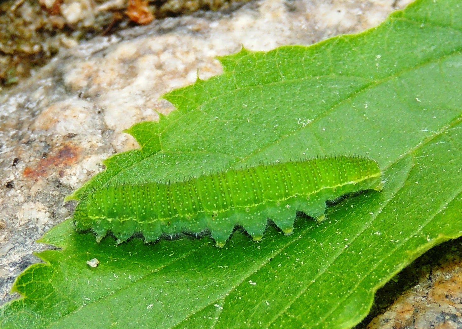 Oruga de Libythea celtis Oruga de Libythea celtis