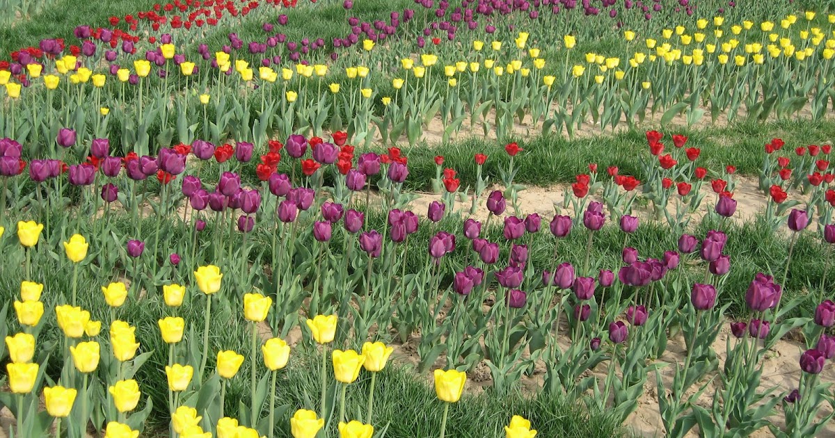 INDIAN WALLPAPERS: BEAUTIFUL FLOWERS WALLPAPERS