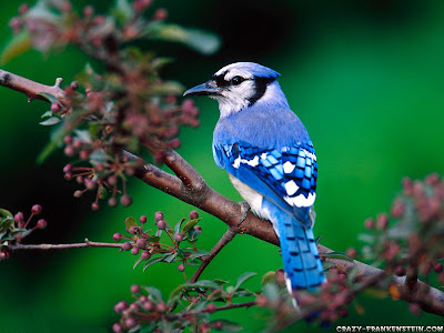 Beautiful blue bird wallpaper