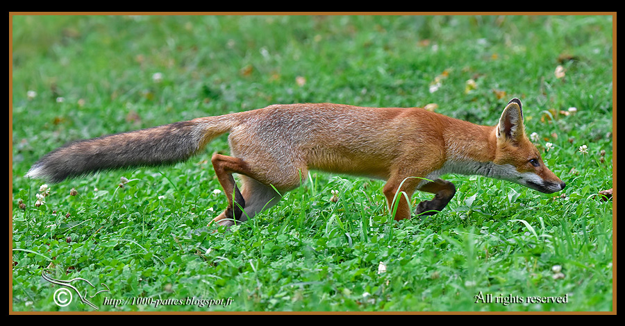 Vulpes vulpes - http://1000-pattes.blogspot.com/