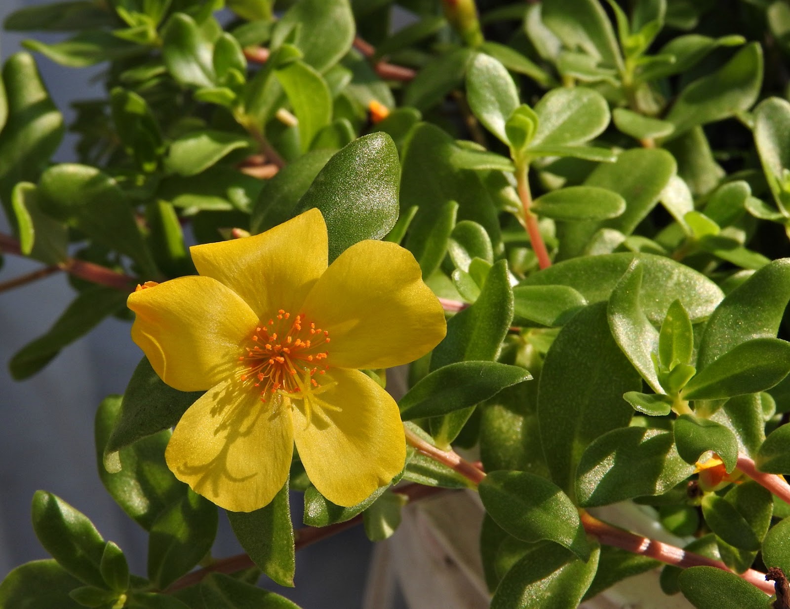 Mad Snapper Yellow Moss Rose