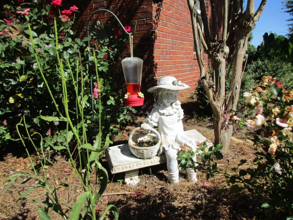 Garden Photo Of The Day Limelight Up Close