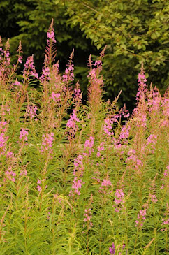 Fireweed_6123_