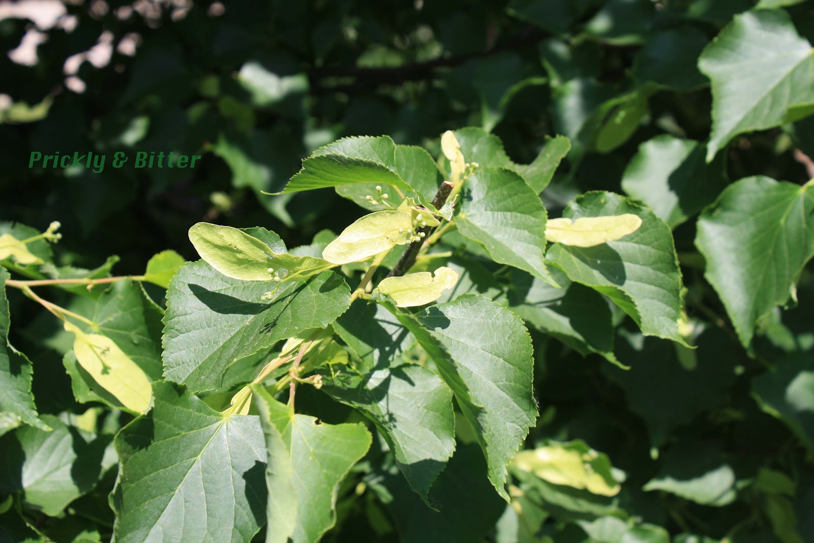 Prickly and Bitter Trees make good wine!