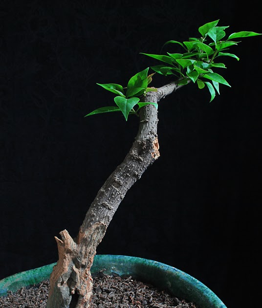 Bougainvillea Shohin Bonsai Propagation Bonsai Adventure A Guide to