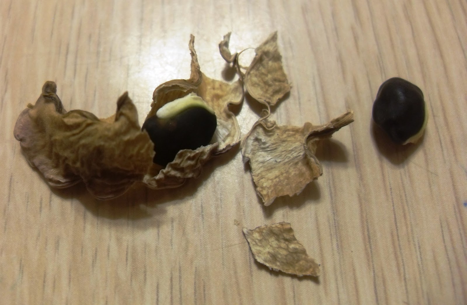 The Scientific Gardener Purple Hyacinth Bean