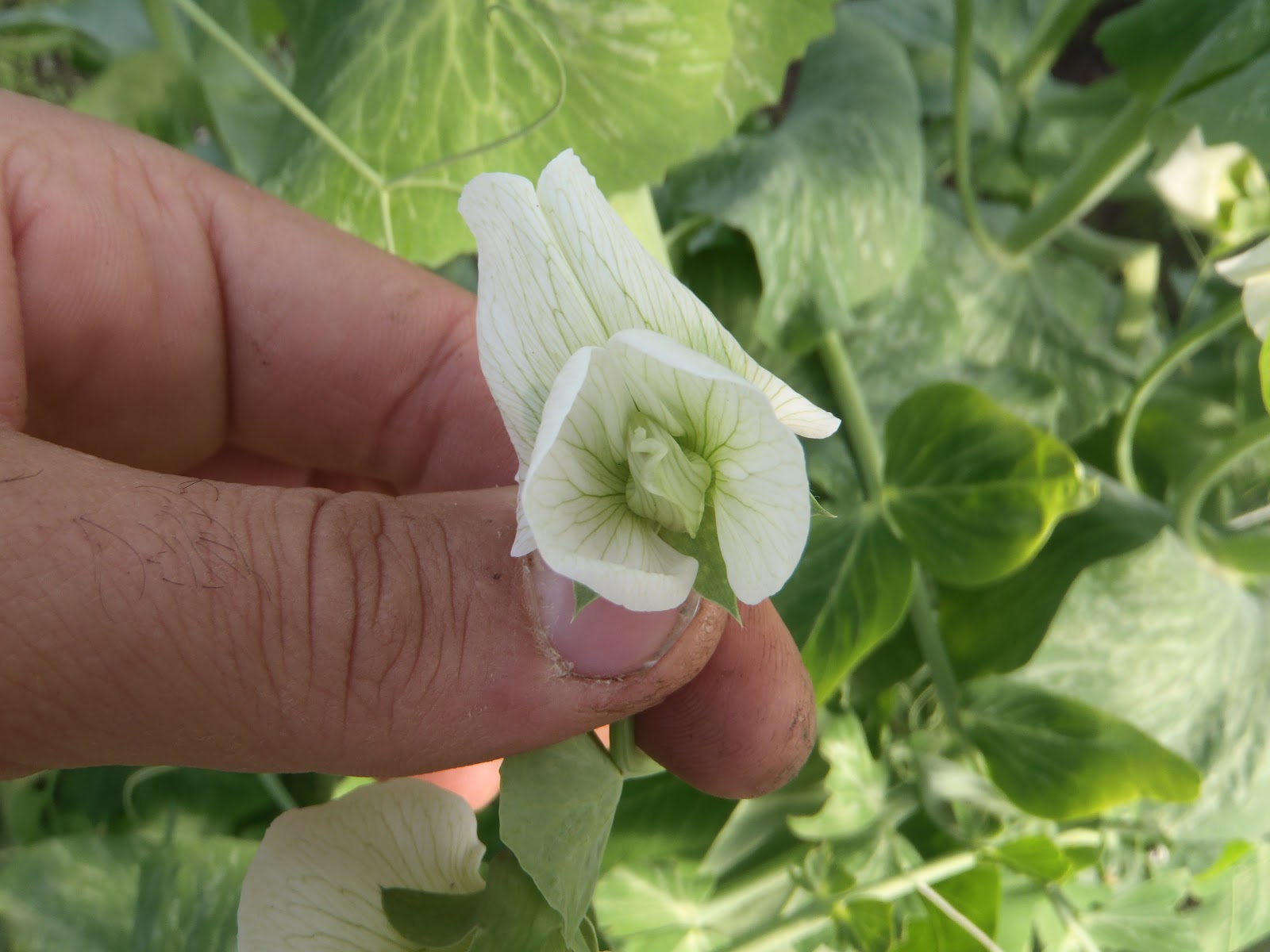 Have You Ever Picked A Carrot? Purple Pea Flowers Cross Pollinating