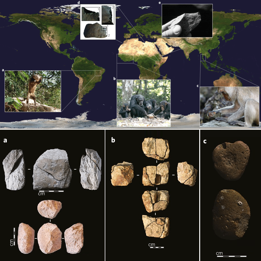 Species New to Science [Mammalogy • 2017] Primate Archaeology Evolves