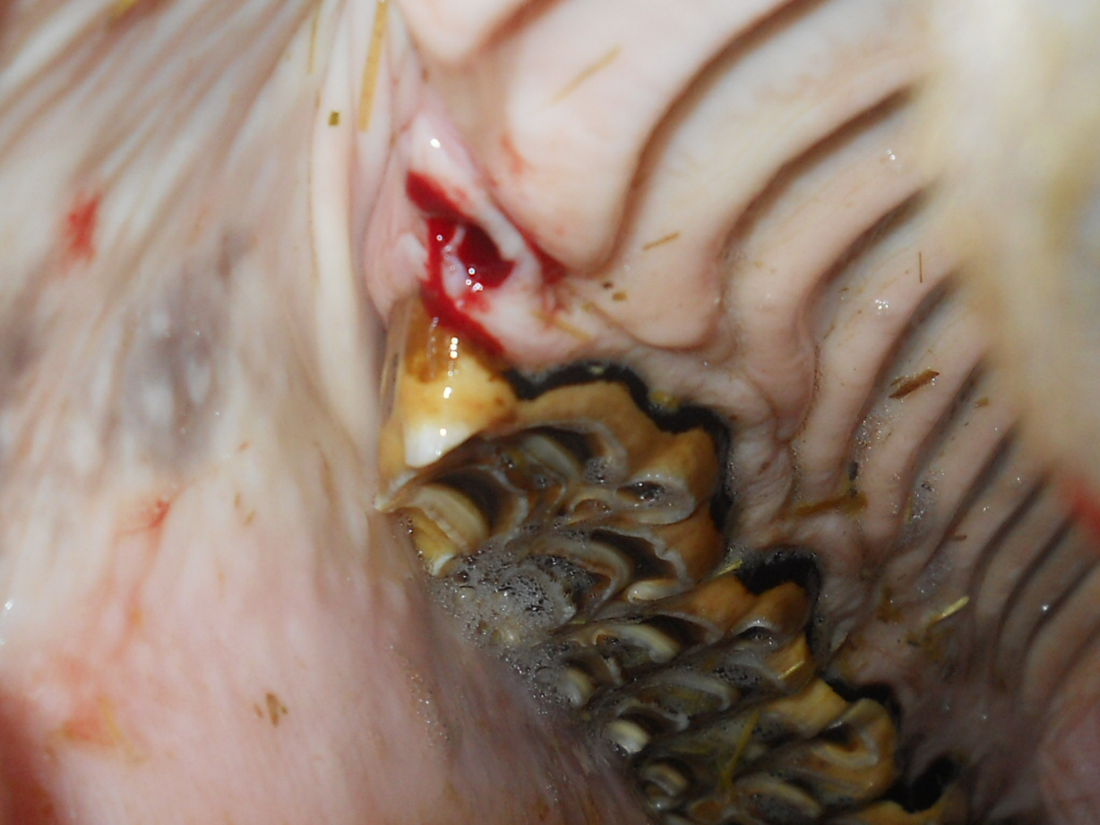 wolf canine teeth