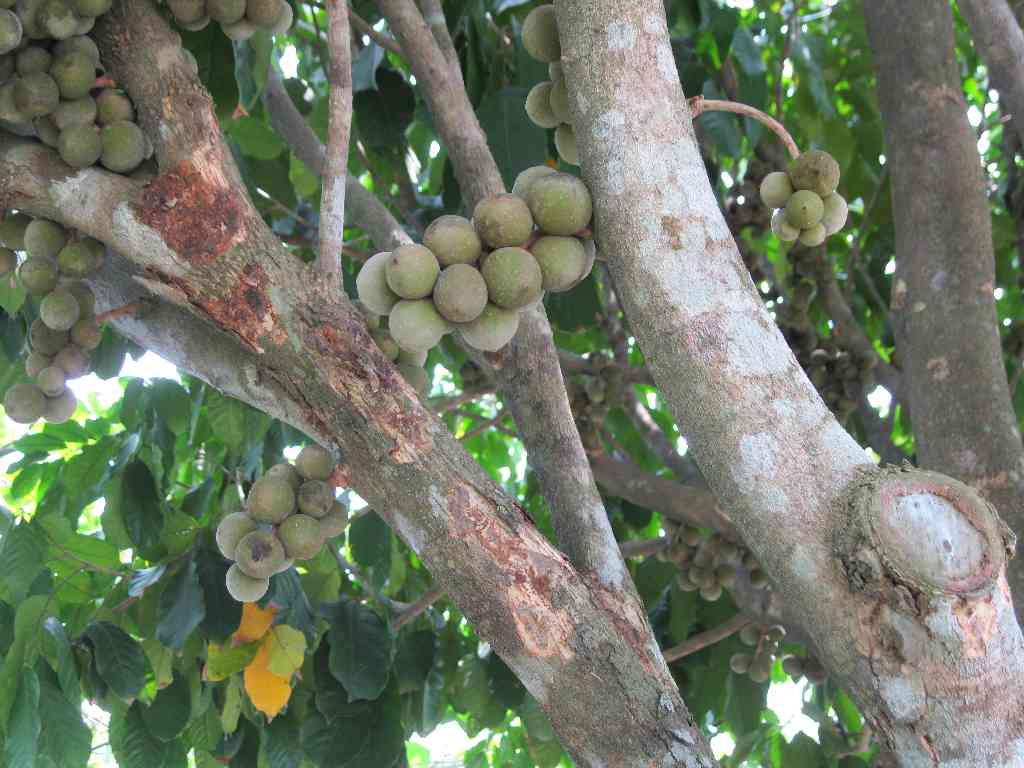 Singapore Walking Routes Lim Chu Kang Farms