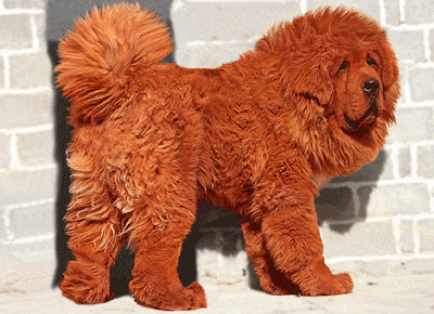 The Most Expensive Dog Breed In The World Ever
