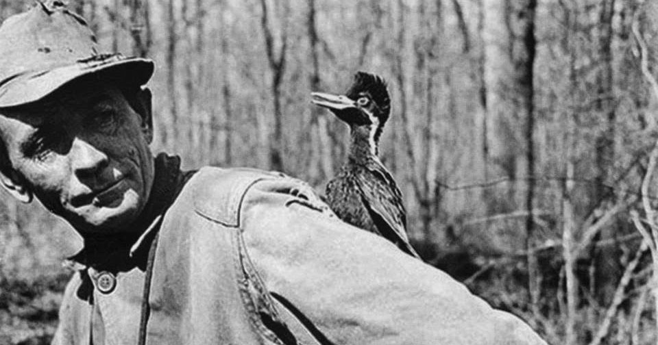 Texas Cryptid Hunter: Classic Photo of Ivory-billed Woodpecker