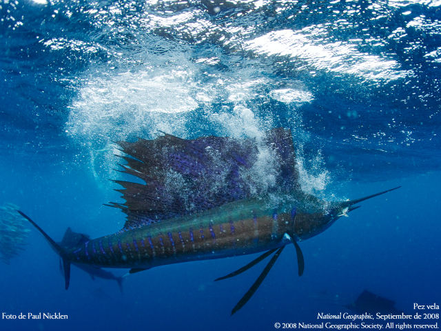 Peces Marlin o Pez Vela