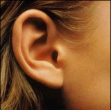 Spray Perfume: Back Ears