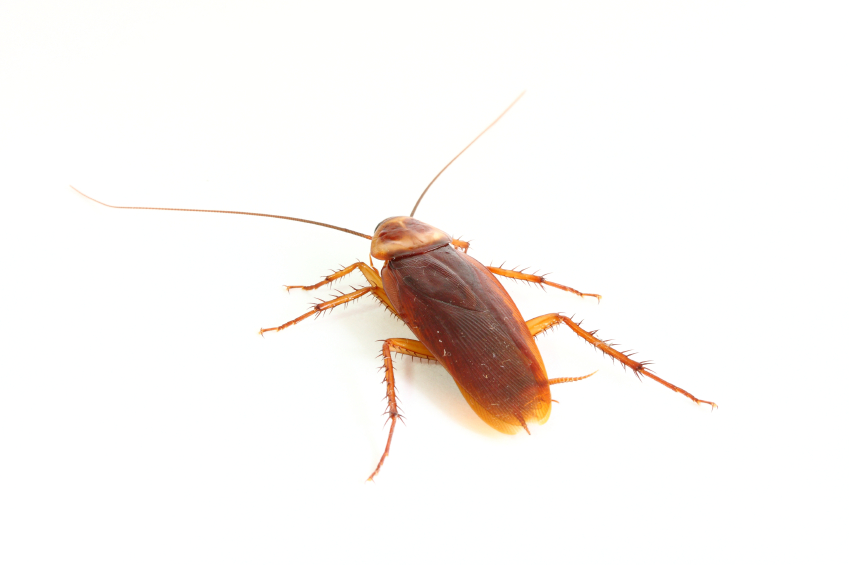 The Best Roach Killer