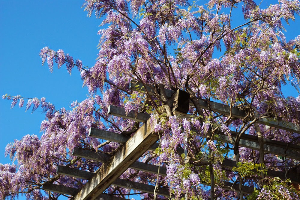 kathyrenwald Dead ivy, stunted wisteria, missing maples. Gardens are