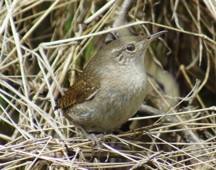 Butler's Birds Pennsylvania Penny Birds