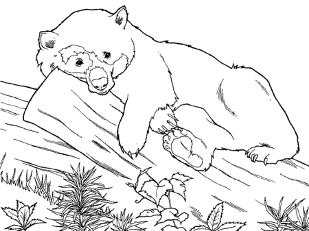 Panda Bear Coloring Pages Panda Bear Coloring Pages
