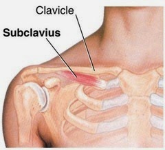 subclavius clavicle vastral physiotherapy depresses downward pectoralis