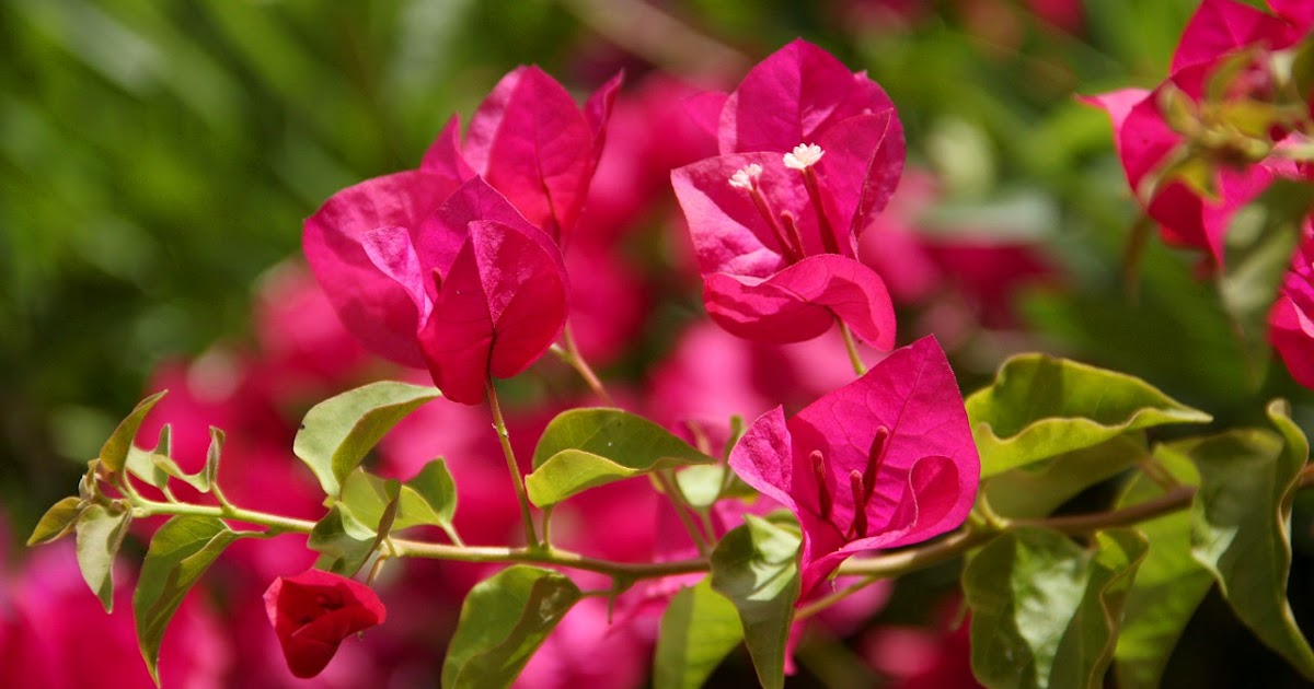 El blog de Hayawata: Buganvilla