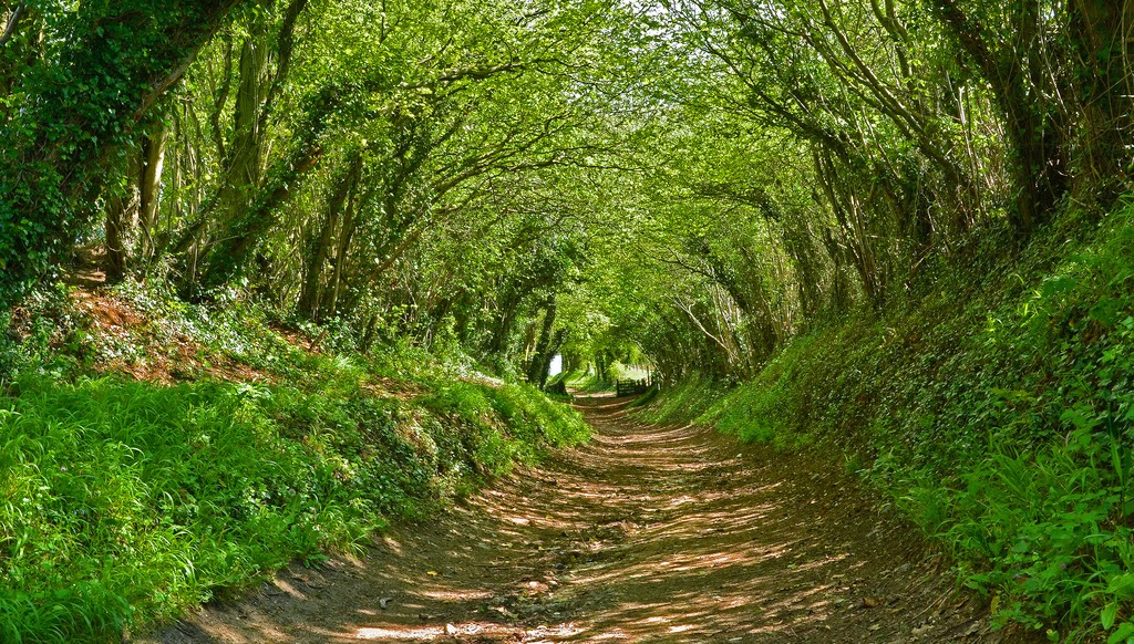 Beautiful Tree Tunnels [12 Pic] Awesome Pictures