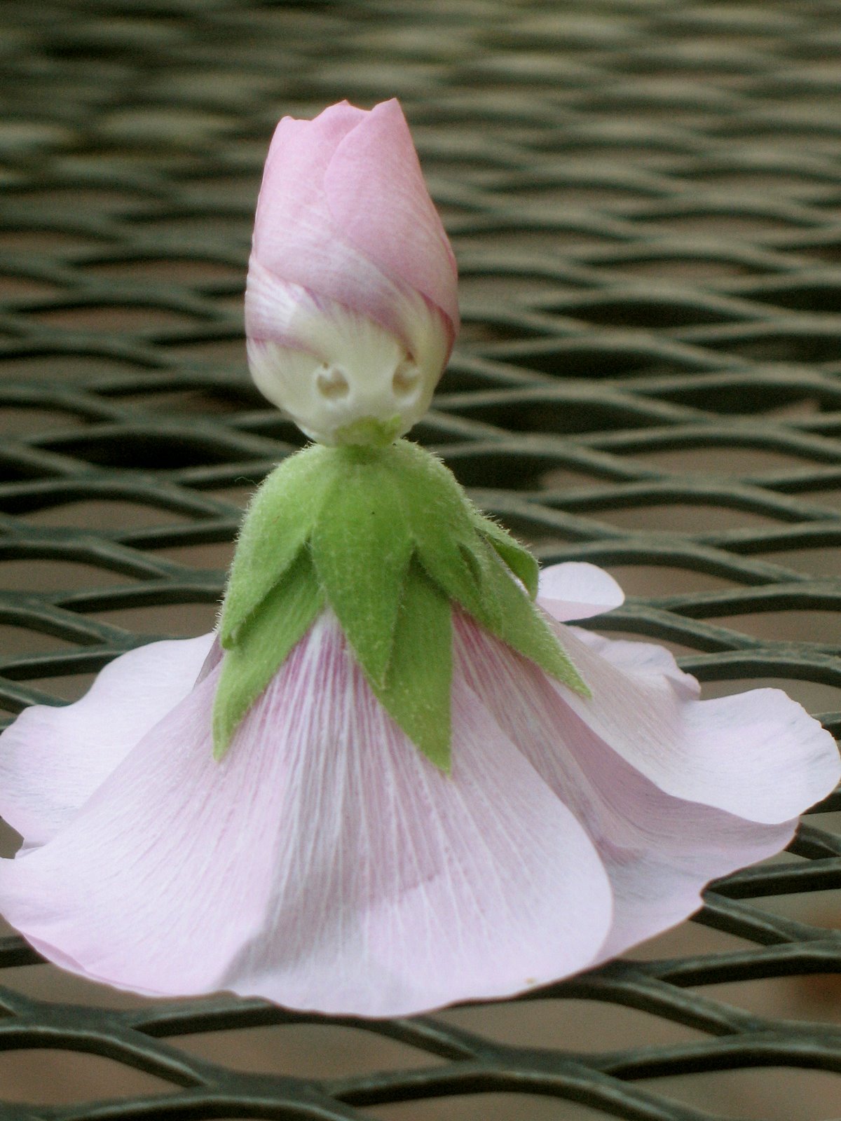 Funoldhag: Hollyhock Dolls