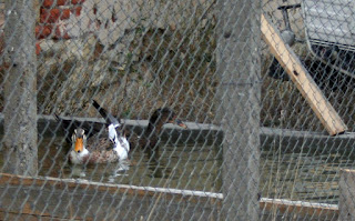 Enjoying their pond again Enjoying their pond again