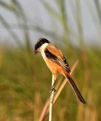 Kicaucendet Info Tentang Asal Ususl Burung Cendet Pentet