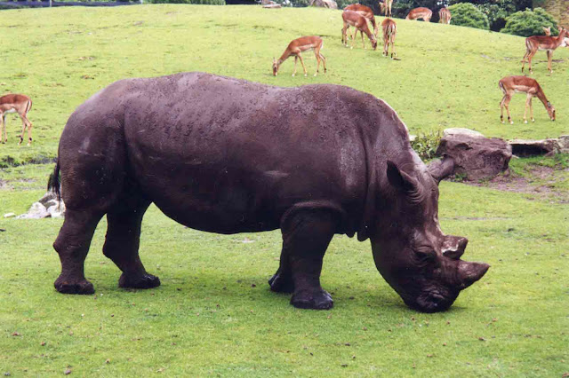 Javan rhinoceros