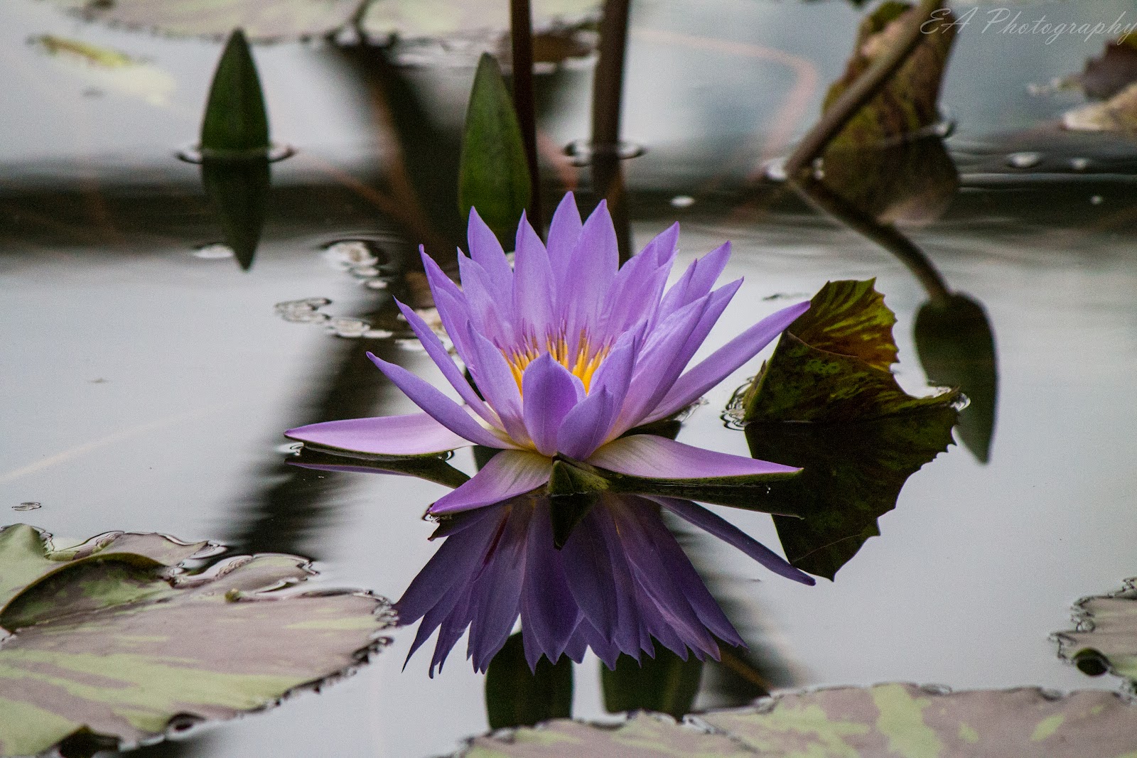 The Greatest of These is LOVE Weekend Flowers Brisbane Botanic Gardens