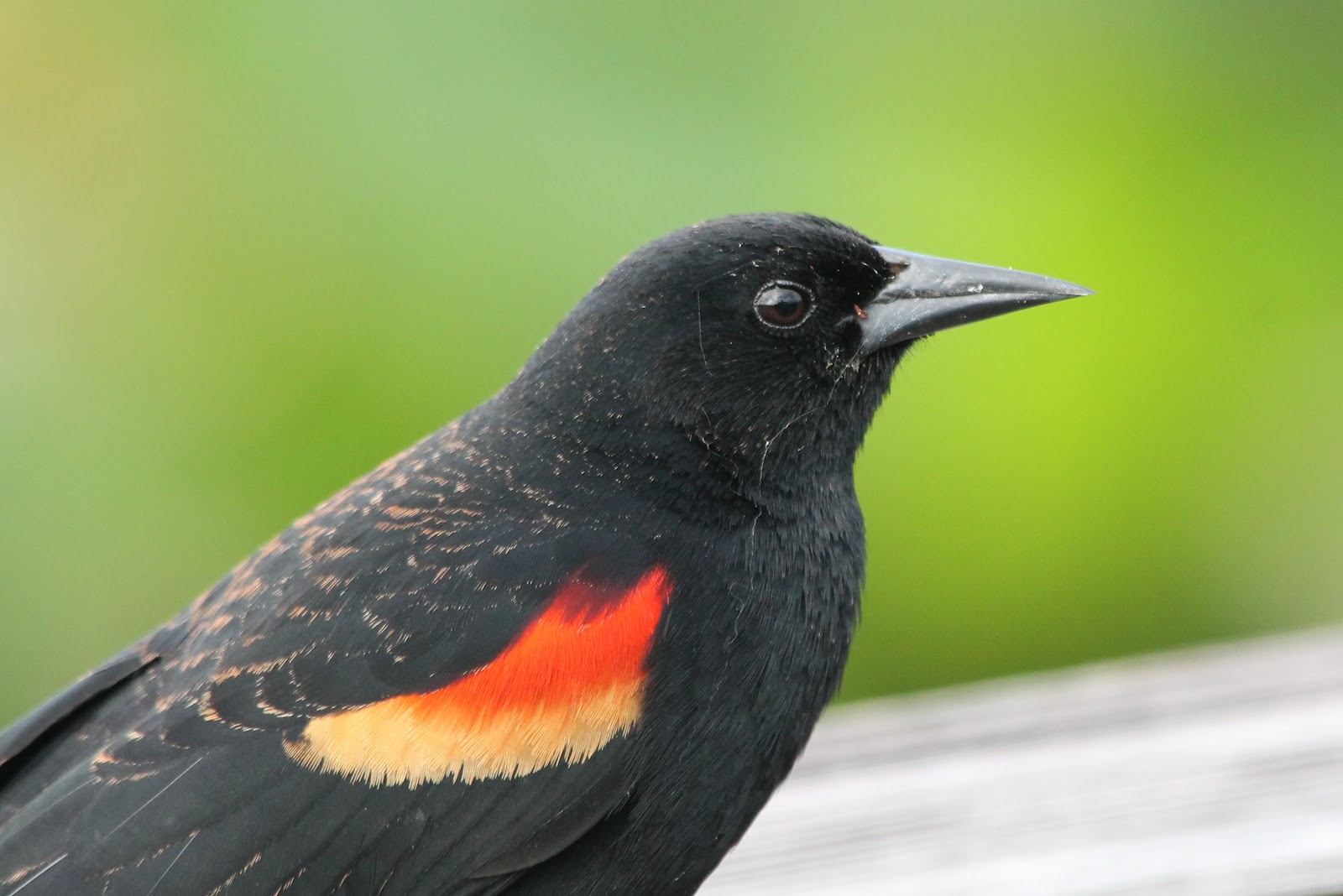 The Flying Mullet: Blackbirds of Green Cay