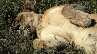 cheetah hunted by hunters