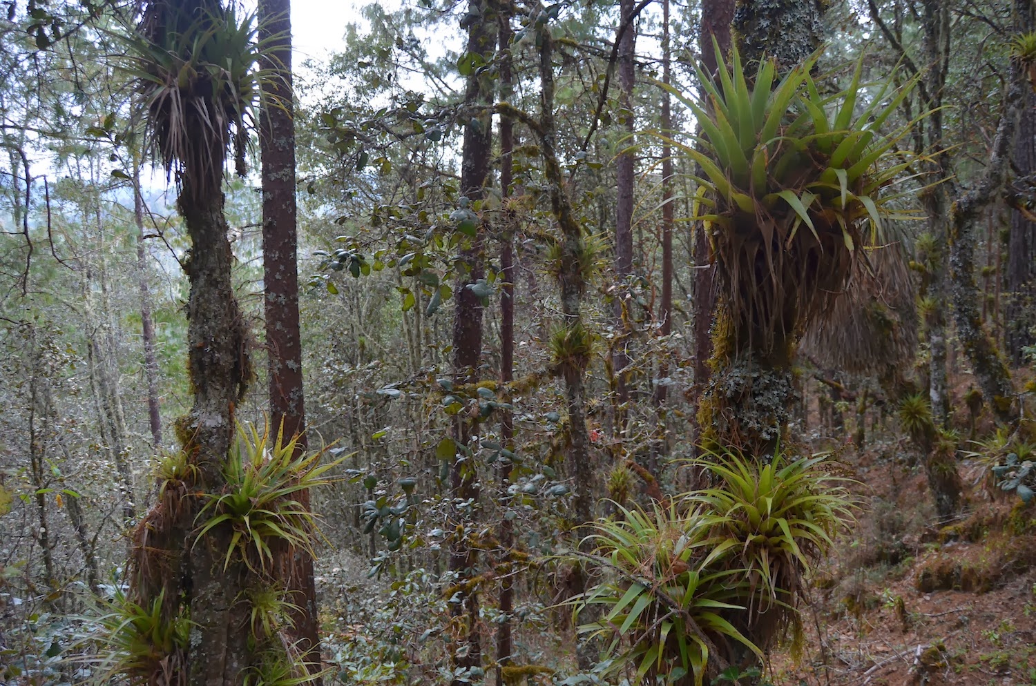 Noel's Garden Blog A walk in the (Mexican) woods.